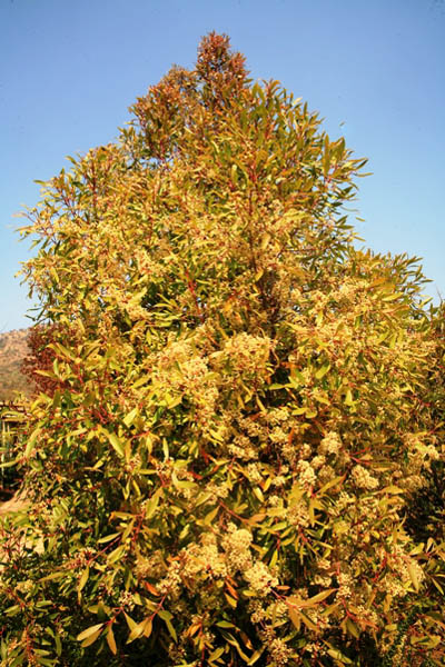 Catha edulis